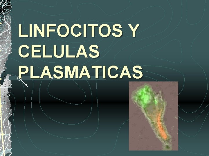 LINFOCITOS Y CELULAS PLASMATICAS 