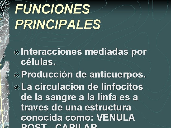 FUNCIONES PRINCIPALES Interacciones mediadas por células. Producción de anticuerpos. La circulacion de linfocitos de