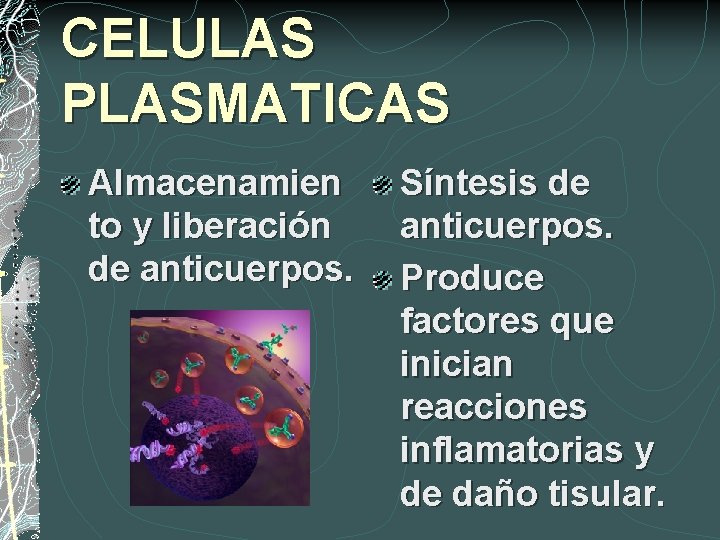 CELULAS PLASMATICAS Almacenamien to y liberación de anticuerpos. Síntesis de anticuerpos. Produce factores que