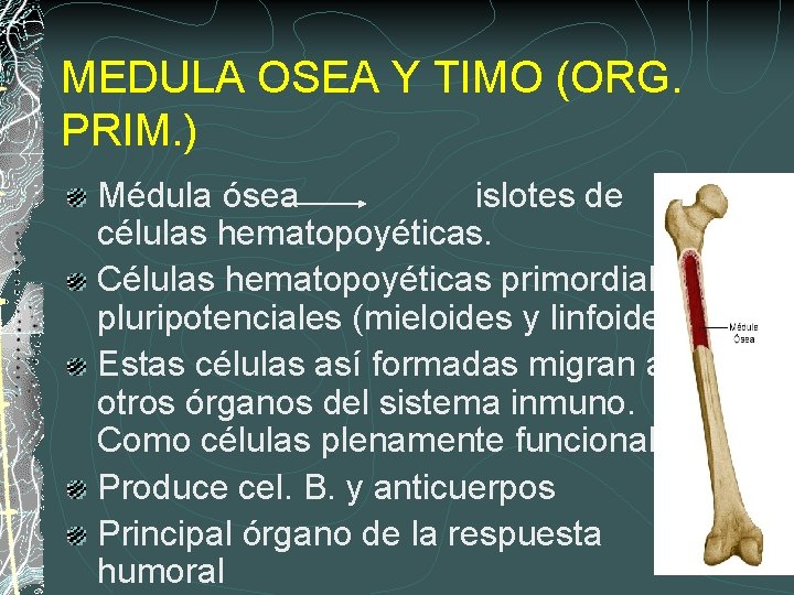 MEDULA OSEA Y TIMO (ORG. PRIM. ) Médula ósea islotes de células hematopoyéticas. Células
