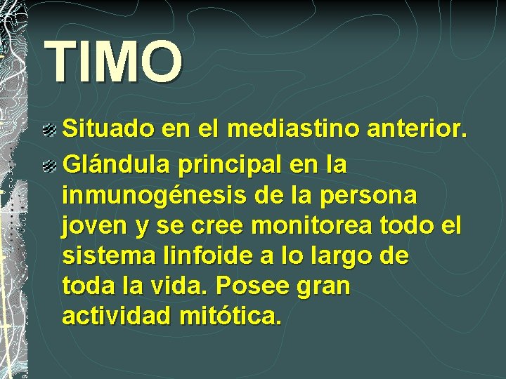 TIMO Situado en el mediastino anterior. Glándula principal en la inmunogénesis de la persona