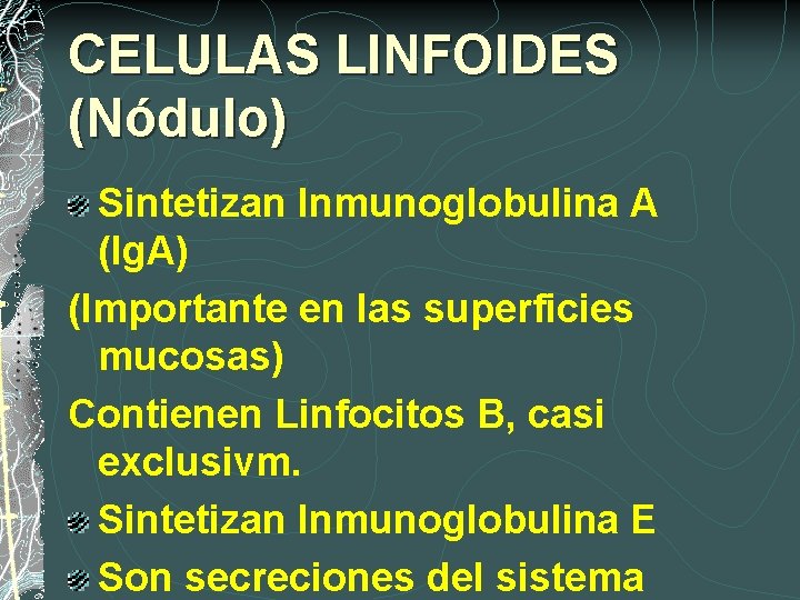 CELULAS LINFOIDES (Nódulo) Sintetizan Inmunoglobulina A (Ig. A) (Importante en las superficies mucosas) Contienen