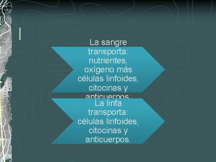 | La sangre transporta: nutrientes, oxígeno más células linfoides, citocinas y anticuerpos. La linfa