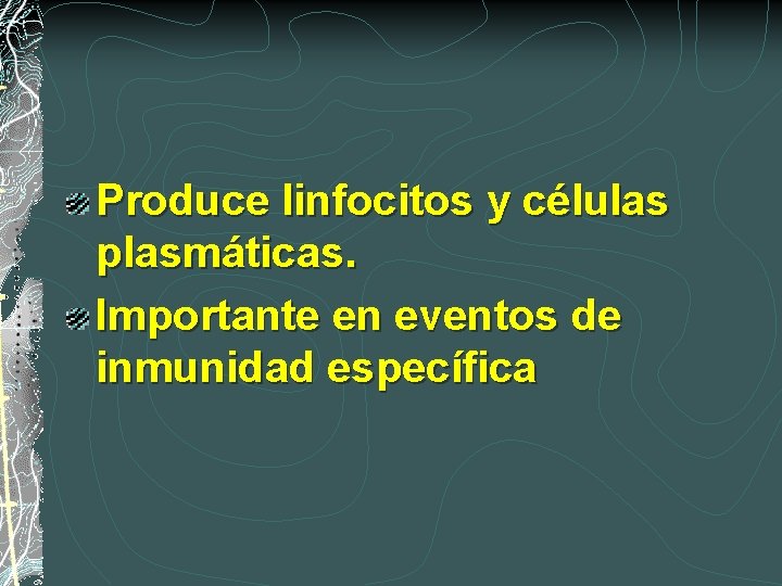 Produce linfocitos y células plasmáticas. Importante en eventos de inmunidad específica 