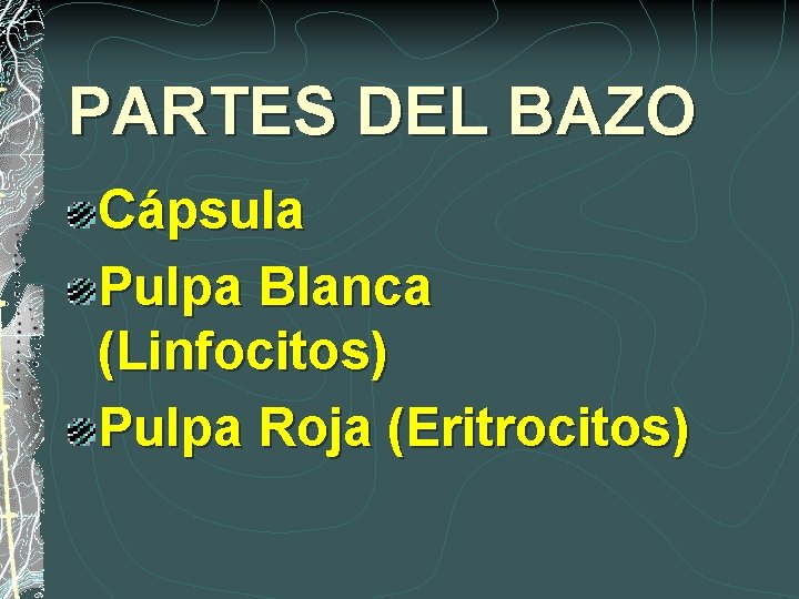 PARTES DEL BAZO Cápsula Pulpa Blanca (Linfocitos) Pulpa Roja (Eritrocitos) 