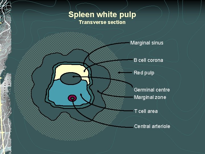 Spleen white pulp Transverse section Marginal sinus B cell corona Red pulp Germinal centre