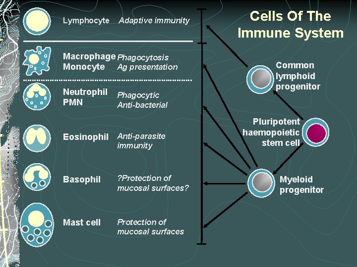 Lymphocyte Adaptive immunity Macrophage Phagocytosis Monocyte Ag presentation Neutrophil PMN Phagocytic Anti-bacterial Eosinophil Anti-parasite