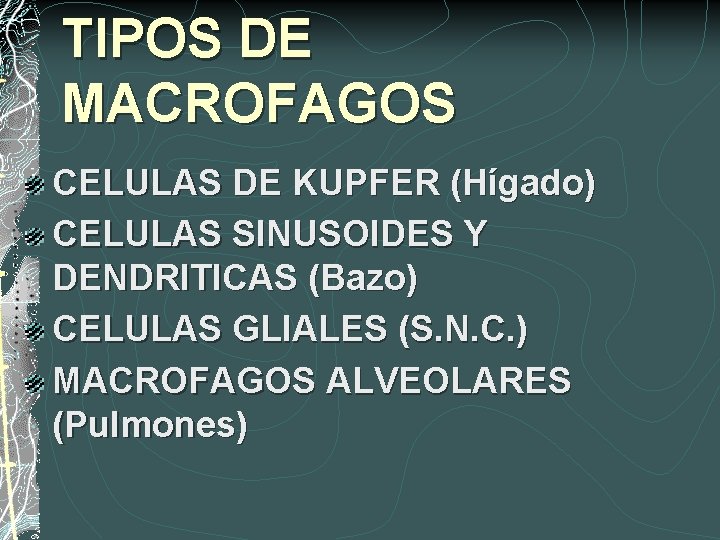 TIPOS DE MACROFAGOS CELULAS DE KUPFER (Hígado) CELULAS SINUSOIDES Y DENDRITICAS (Bazo) CELULAS GLIALES
