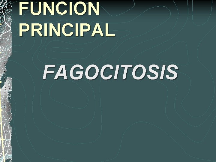 FUNCION PRINCIPAL FAGOCITOSIS 