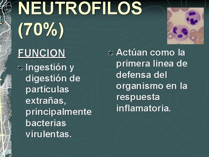 NEUTROFILOS (70%) FUNCION Ingestión y digestión de partículas extrañas, principalmente bacterias virulentas. Actúan como