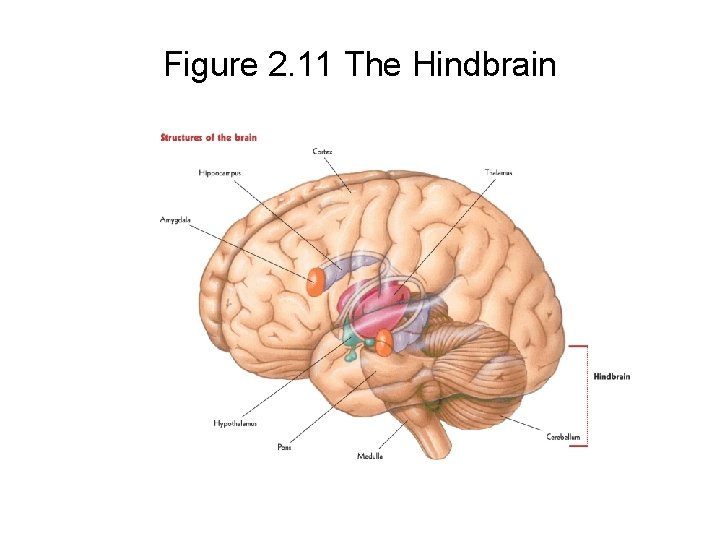 Figure 2. 11 The Hindbrain 