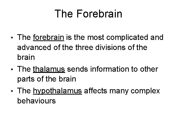 The Forebrain • The forebrain is the most complicated and advanced of the three