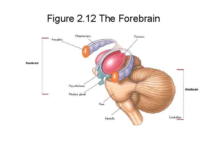 Figure 2. 12 The Forebrain 