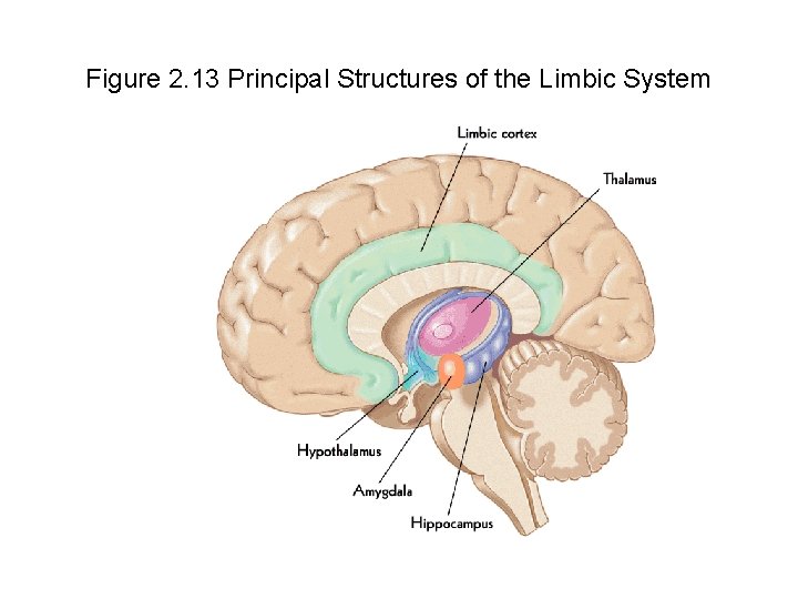 Figure 2. 13 Principal Structures of the Limbic System 