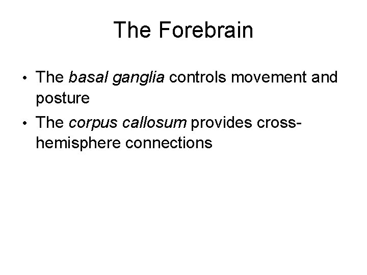 The Forebrain • The basal ganglia controls movement and posture • The corpus callosum