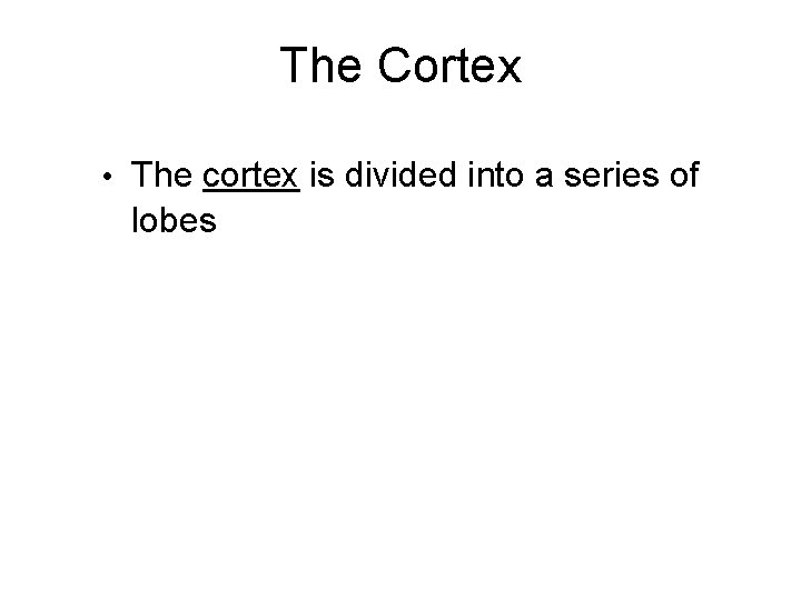 The Cortex • The cortex is divided into a series of lobes 