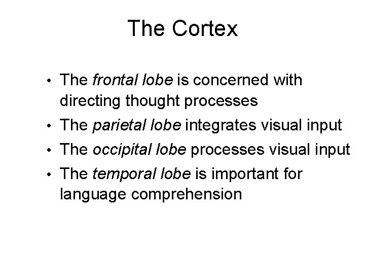 The Cortex • The frontal lobe is concerned with directing thought processes • The