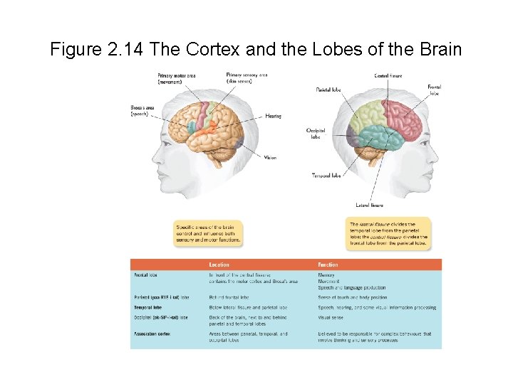Figure 2. 14 The Cortex and the Lobes of the Brain 