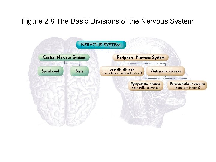 Figure 2. 8 The Basic Divisions of the Nervous System 