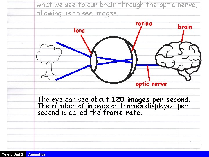 what we see to our brain through the optic nerve, allowing us to see