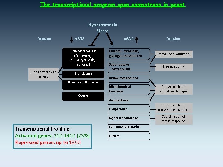 The transcriptional program upon osmostress in yeast Hyperosmotic Stress Function m. RNA metabolism (Processing,