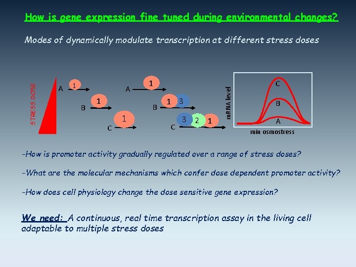 How is gene expression fine tuned during environmental changes? A 1 A B 1