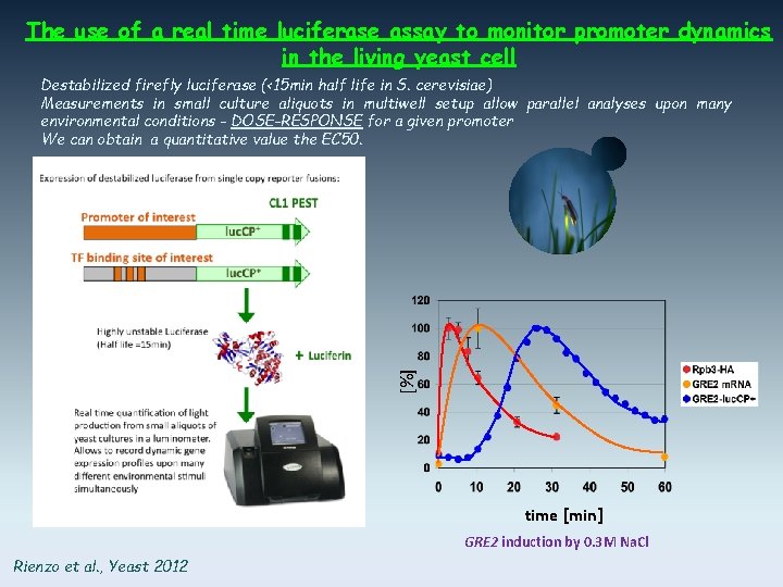 The use of a real time luciferase assay to monitor promoter dynamics in the