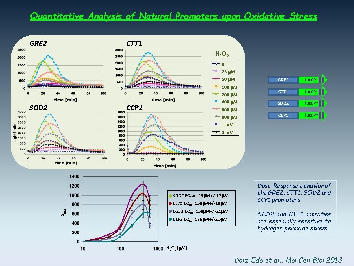 Quantitative Analysis of Natural Promoters upon Oxidative Stress GRE 2 CTT 1 H 2
