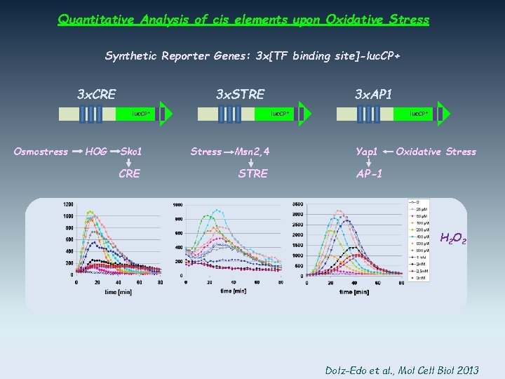 Quantitative Analysis of cis elements upon Oxidative Stress Synthetic Reporter Genes: 3 x[TF binding