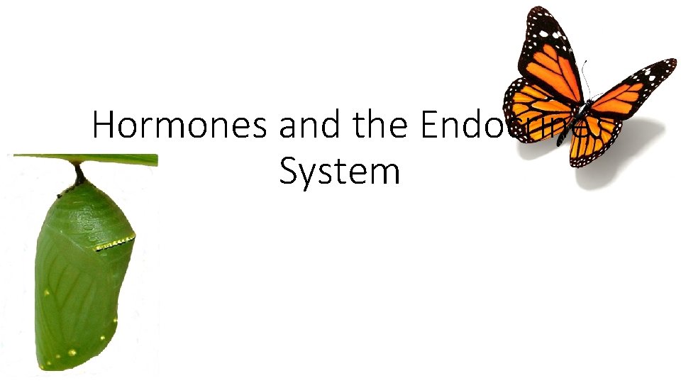 Hormones and the Endocrine System 