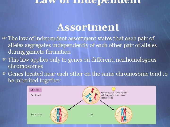 Law of Independent Assortment F The law of independent assortment states that each pair