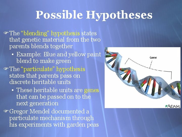 Possible Hypotheses F The “blending” hypothesis states that genetic material from the two parents