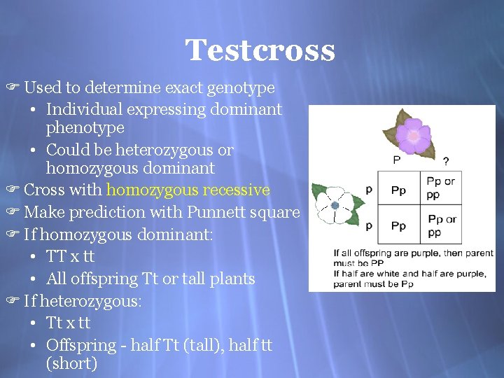 Testcross F Used to determine exact genotype • Individual expressing dominant phenotype • Could