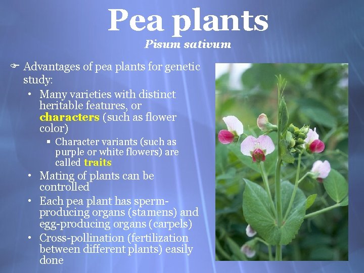 Pea plants Pisum sativum F Advantages of pea plants for genetic study: • Many