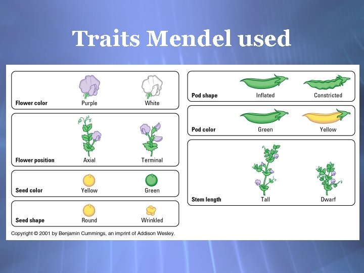 Traits Mendel used 