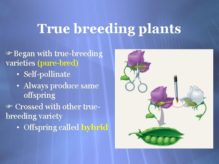 True breeding plants FBegan with true-breeding varieties (pure-bred) • Self-pollinate • Always produce same