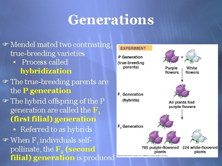 Generations F Mendel mated two contrasting, true-breeding varieties • Process called hybridization F The