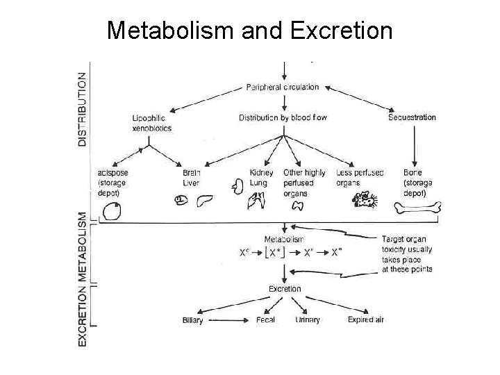 Metabolism and Excretion 