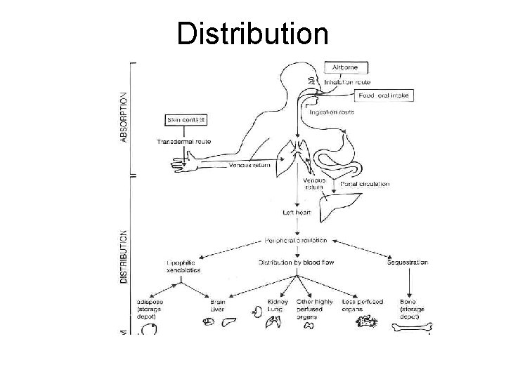 Distribution 