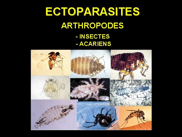 ECTOPARASITES ARTHROPODES - INSECTES - ACARIENS 