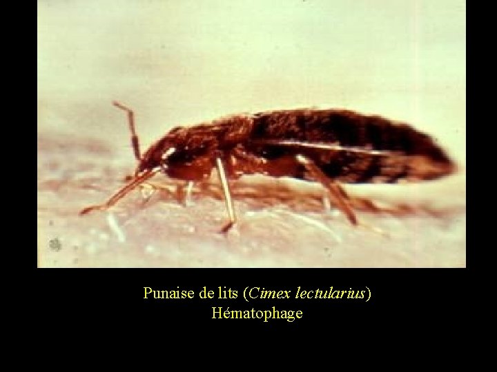 Punaise de lits (Cimex lectularius) Hématophage 