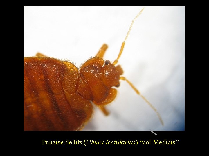 Punaise de lits (Cimex lectularius) “col Medicis” 