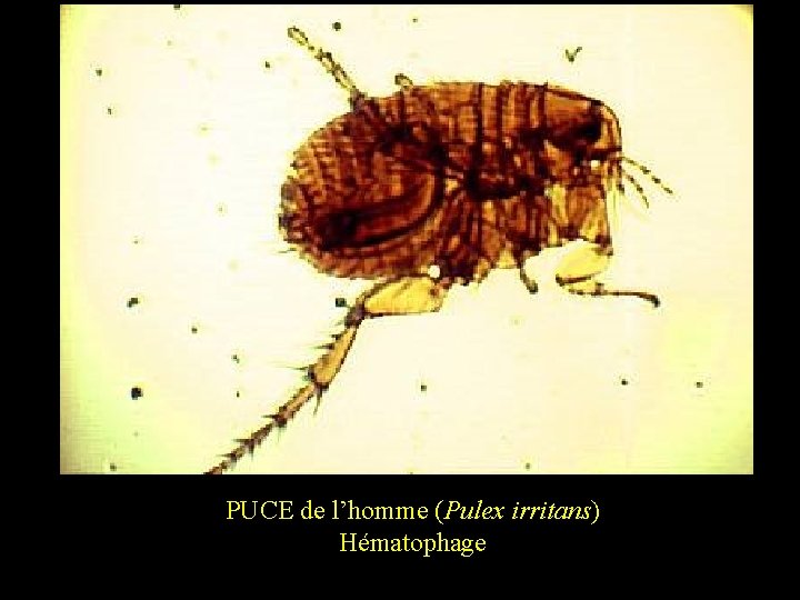 PUCE de l’homme (Pulex irritans) Hématophage 