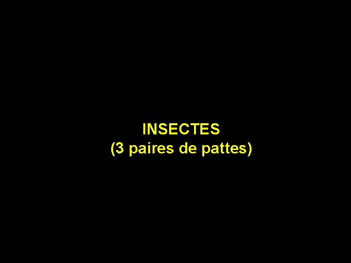 INSECTES (3 paires de pattes) 