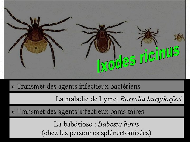 » Transmet des agents infectieux bactériens La maladie de Lyme: Borrelia burgdorferi » Transmet