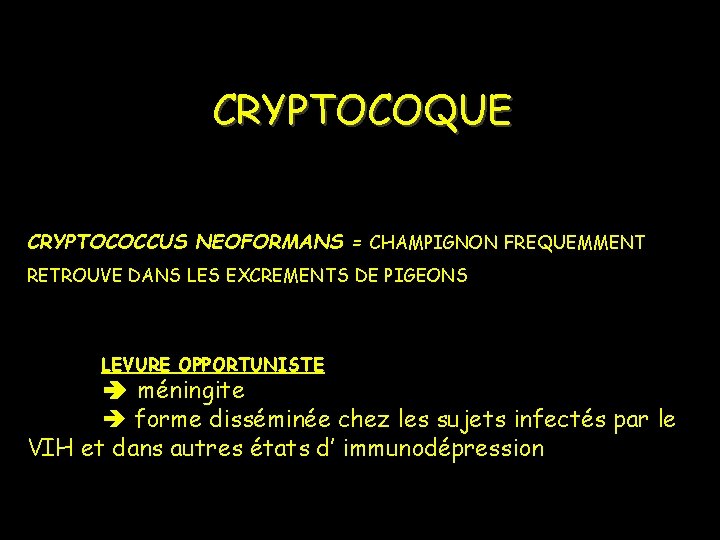 CRYPTOCOQUE CRYPTOCOCCUS NEOFORMANS = CHAMPIGNON FREQUEMMENT RETROUVE DANS LES EXCREMENTS DE PIGEONS LEVURE OPPORTUNISTE