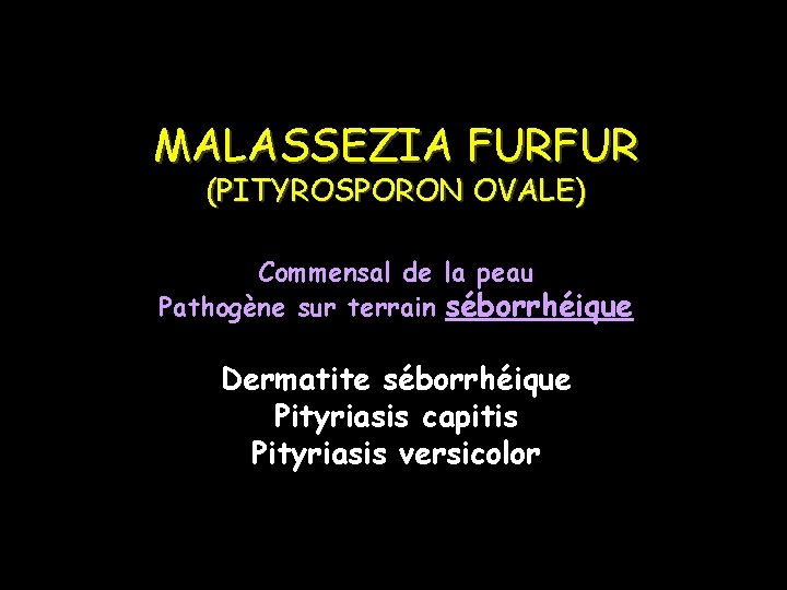 MALASSEZIA FURFUR (PITYROSPORON OVALE) Commensal de la peau Pathogène sur terrain séborrhéique Dermatite séborrhéique
