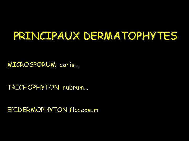 PRINCIPAUX DERMATOPHYTES MICROSPORUM canis… TRICHOPHYTON rubrum… EPIDERMOPHYTON floccosum 