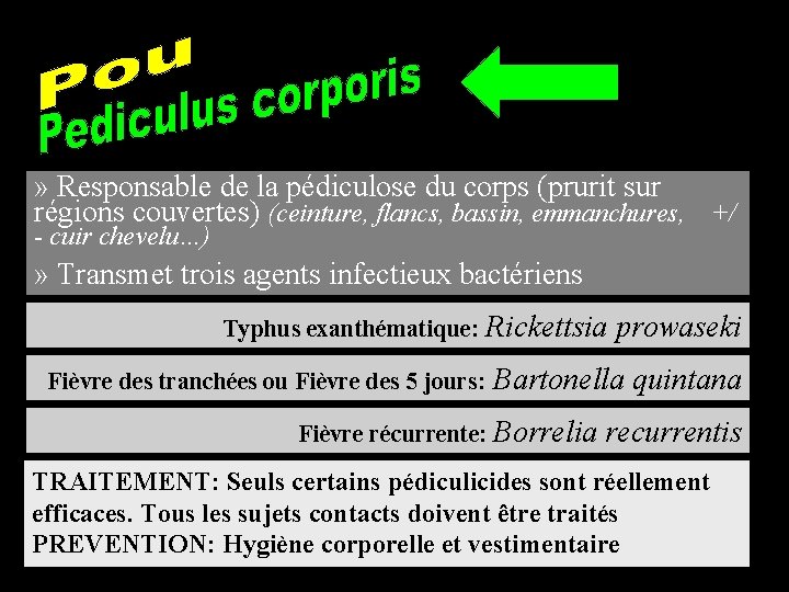 » Responsable de la pédiculose du corps (prurit sur régions couvertes) (ceinture, flancs, bassin,