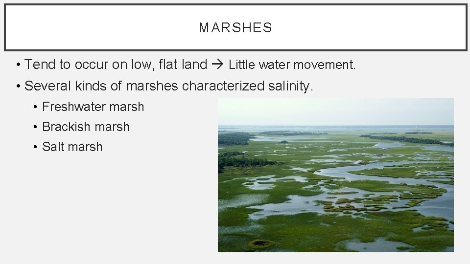 MARSHES • Tend to occur on low, flat land Little water movement. • Several MARSHES • Tend to occur on low, flat land Little water movement. • Several